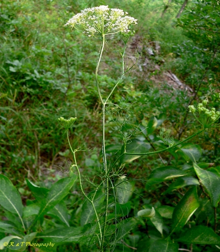 {Ptilimnium costatum}